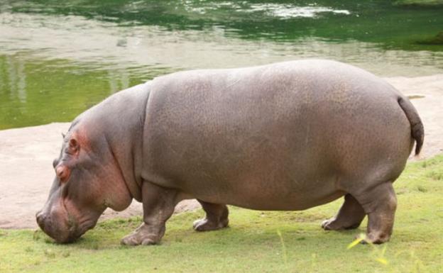 HIPPOPOTAMUS FART