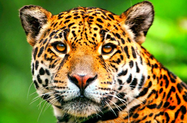 Indignación por caza de jaguares en Córdoba 