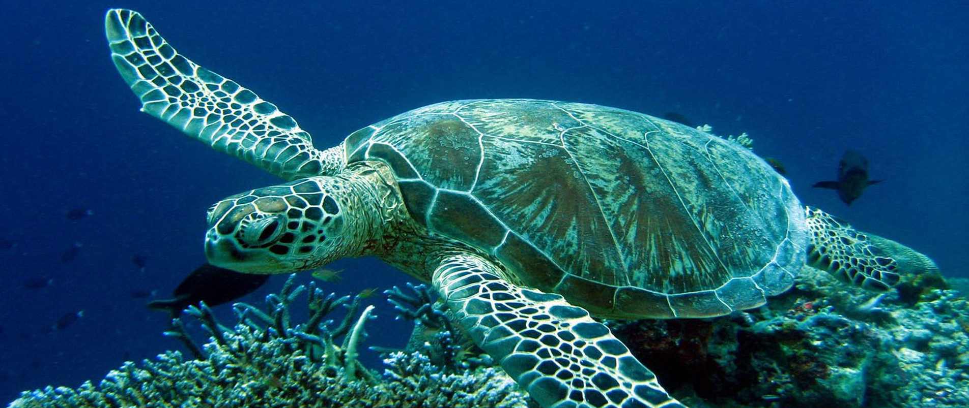 Características de tortugas marina