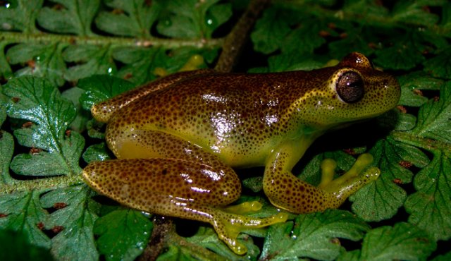 Hyloscirtus Japreria: Nueva especie de rana