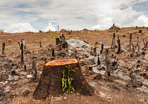 DEFORESTACION