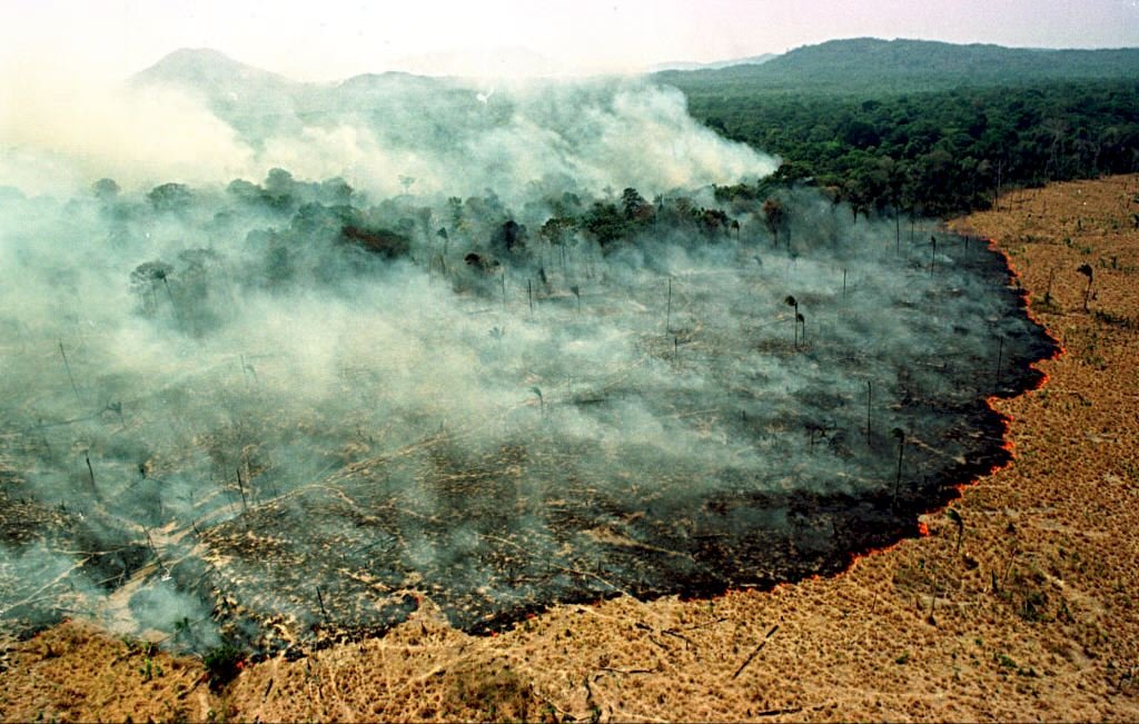 LA TALA DE ARBOLES EN SELVAS Y BOSQUES