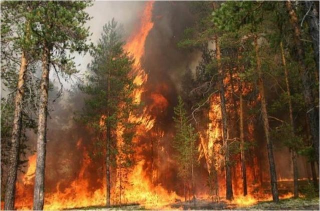 INCENDIOS FORESTALES Y SUS CAUSAS