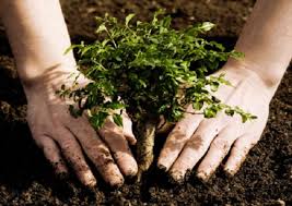 Plantar árboles no basta para frenar el cambio climático.