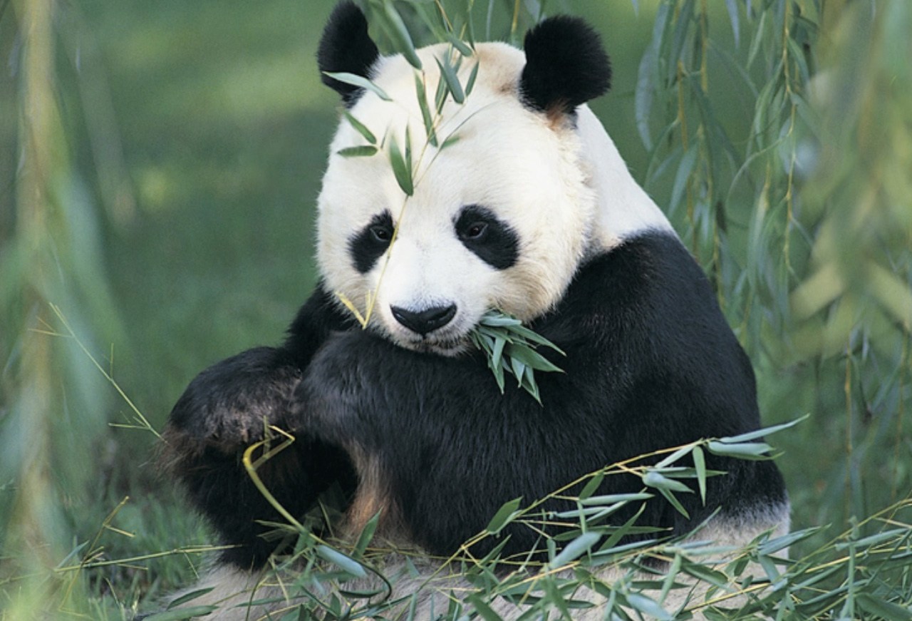 Los animales que están en serio peligro debido al calentamiento global