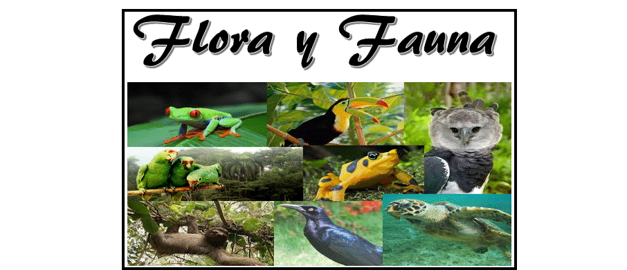 Flora y Fauna 