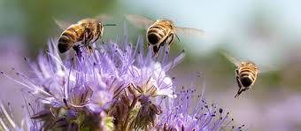 Nueve cosas que quizá no sabías de las abejas... y cinco que puedes hacer para protegerlas