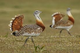 Las aves esteparias de Madrid se asoman a su extinción