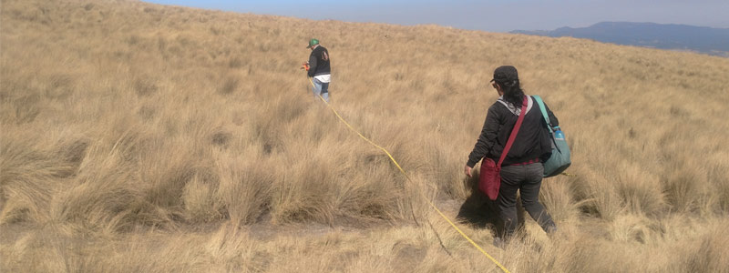 ¿Cuánto carbono existe en suelos mexicanos?