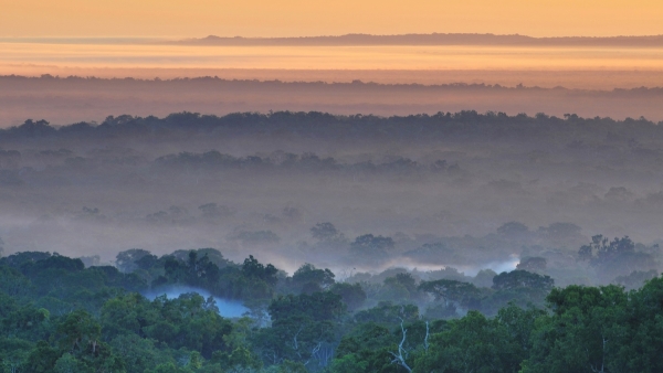 Deforestación y tráfico ilegal de especies, los grandes peligros para la biodiversidad de Guatemala 