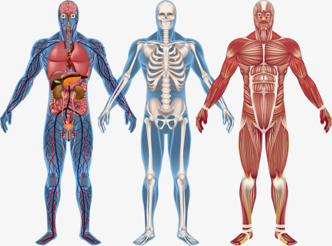 La anatomía del corazón