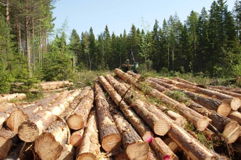 Deforestacion en México