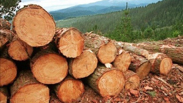 La deforestación aumenta el impacto de la radiación solar en la superficie terrestre