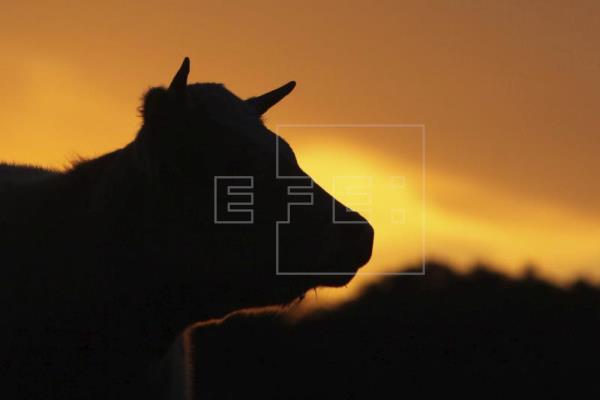 La huella ecológica en ganadería, mucho más que metano