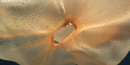 Por primera vez en la historia graban a una extraña especie de medusa