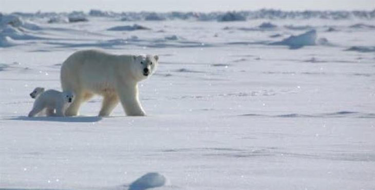 El cambio climático provocará la extinción de una decena de especies, incluido el hombre