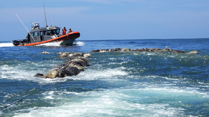 Una red de pesca provoca la muerte de 302 tortugas en las costas de Oaxaca