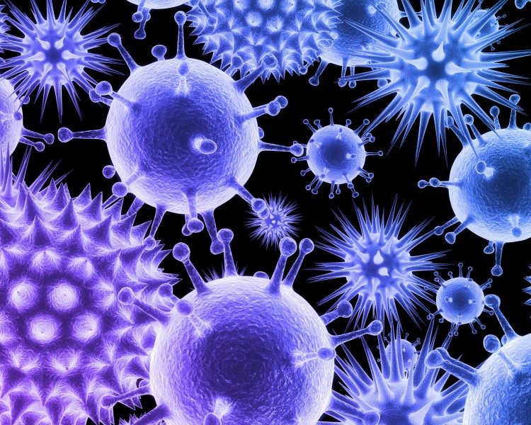 Hallan nuevo virus que probablemente se acerque a Murcia