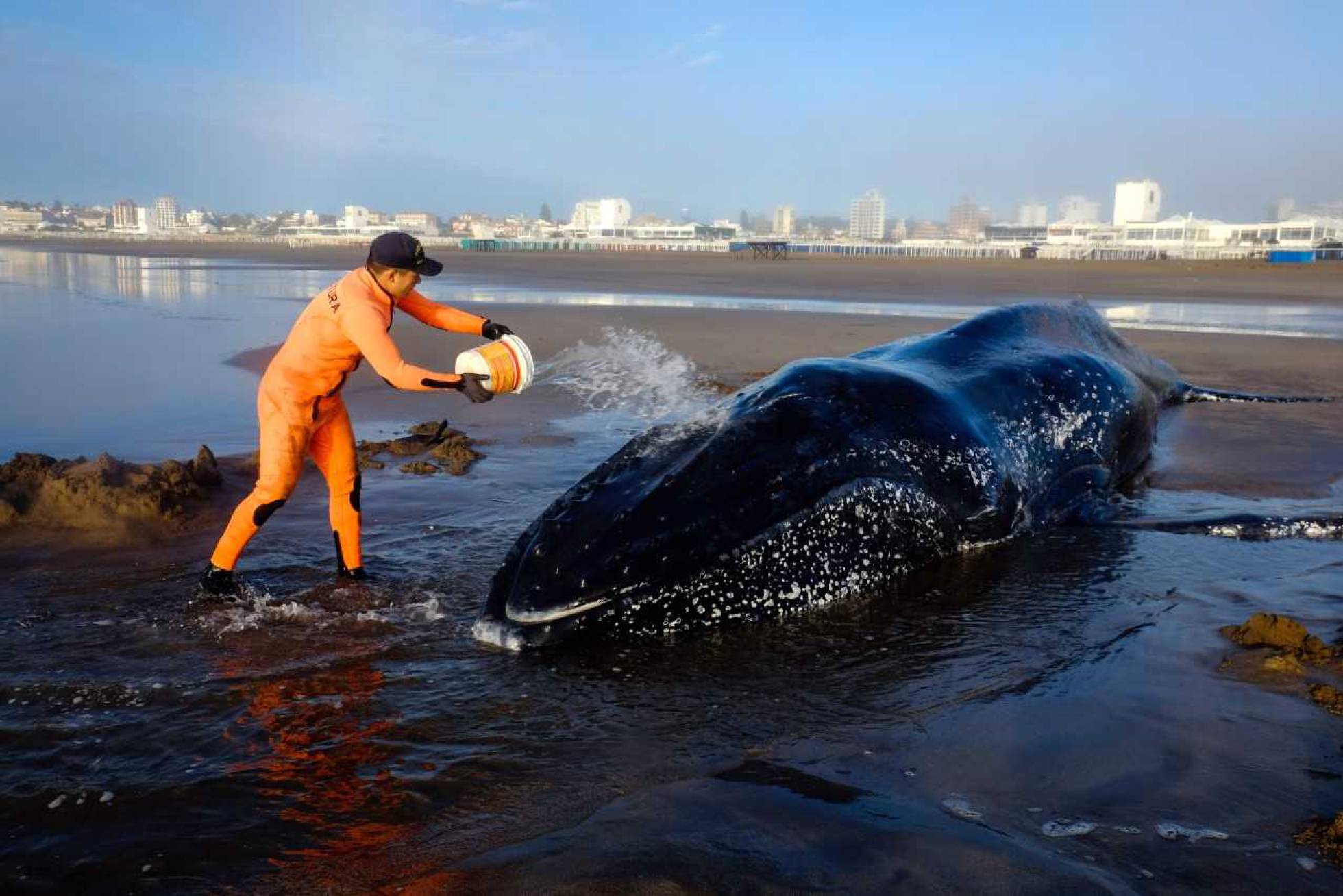 Cinco intentos desesperados por salvar a una ballena encallada en Argentina