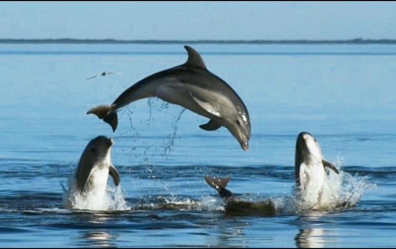 Delfines, indicadores del bienestar de ecosistemas