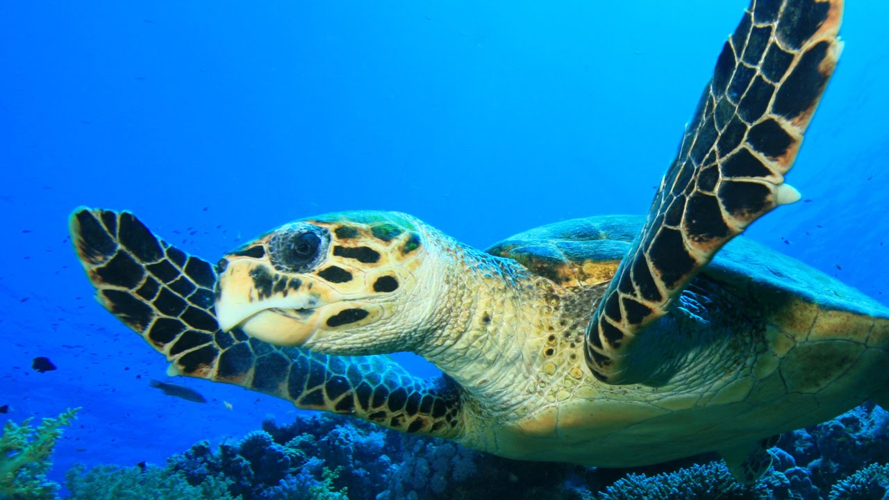 La cría controlada de tortugas marinas aumenta la supervivencia de la especie