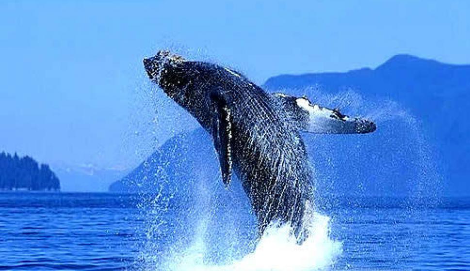 Ballena azul, el animal más grande en el mundo.