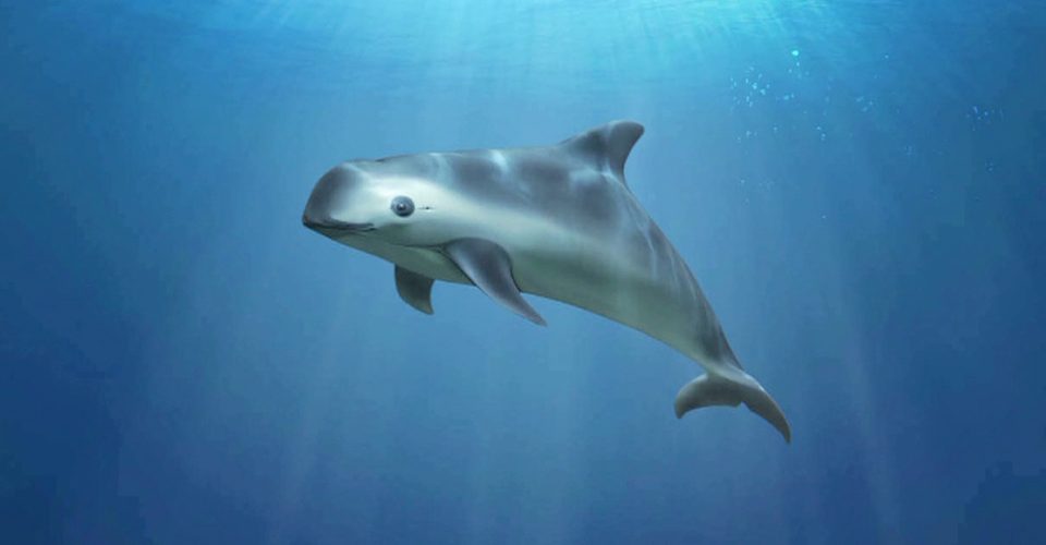 La vaquita marina en peligro de extinción.