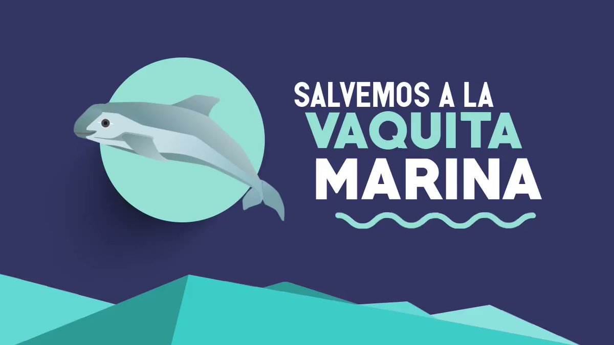 Vaquita marina en peligro de extincion... Negligencia de los pescadores