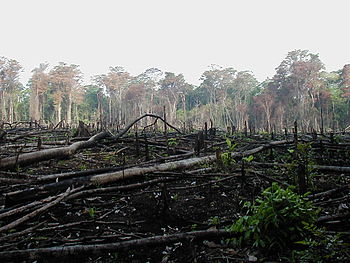 México, líder mundial en deforestación 