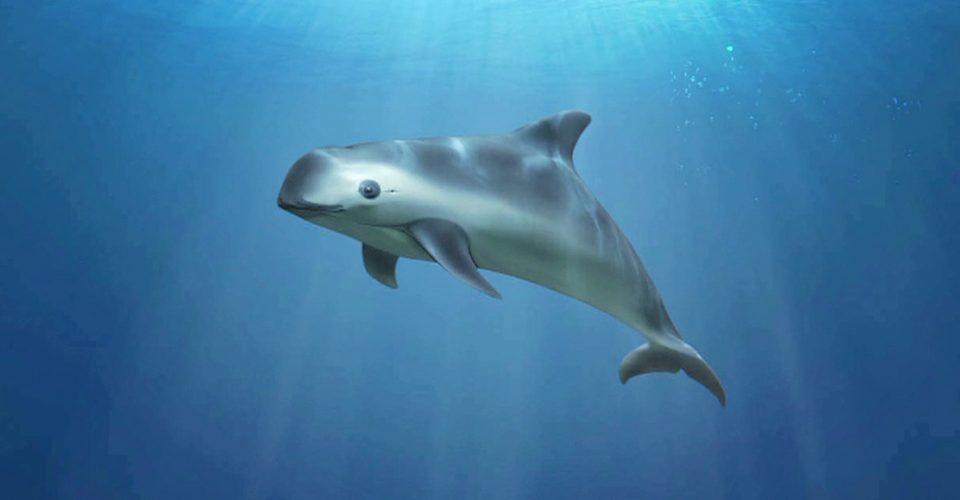 LA EXTINCION DE LA VAQUITA MARINA 