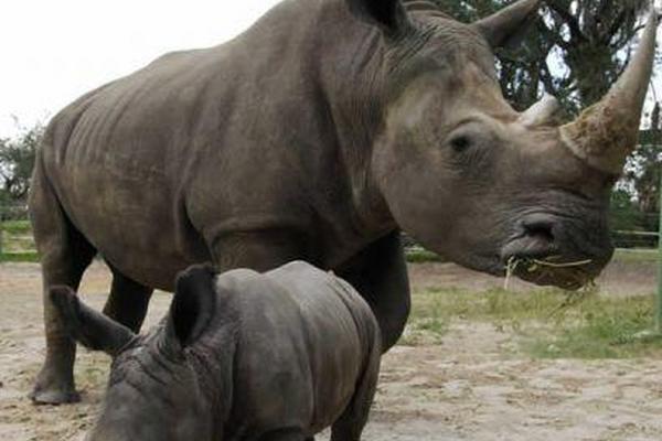 Lucha para salvar de la extinción al rinoceronte de Java, en Indonesia