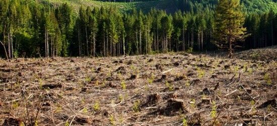Deforestación.