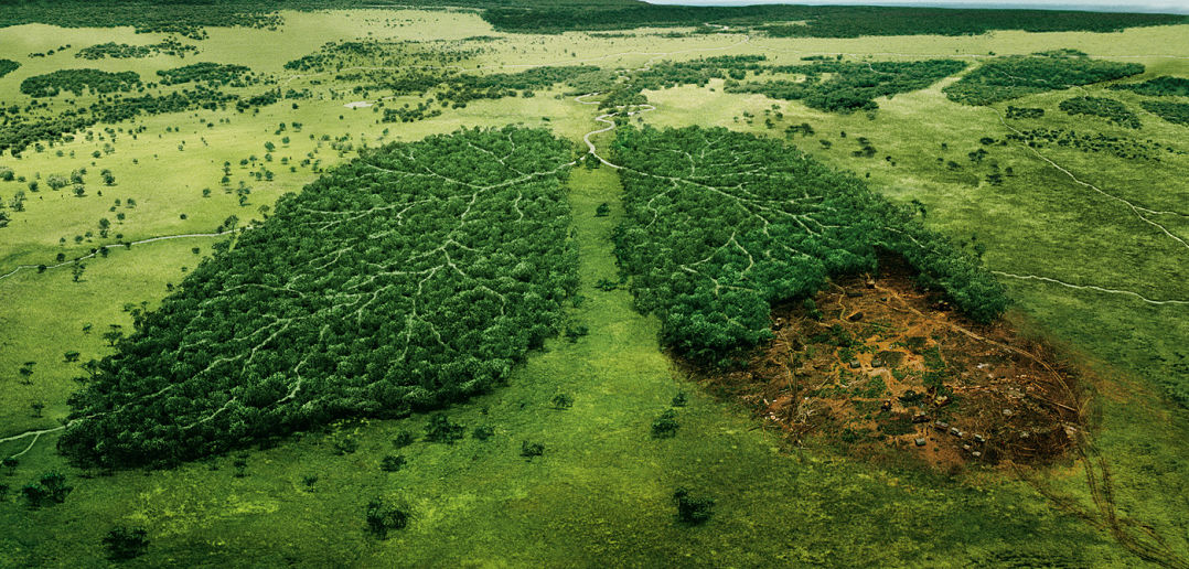 Deforestacion y concecuencias.