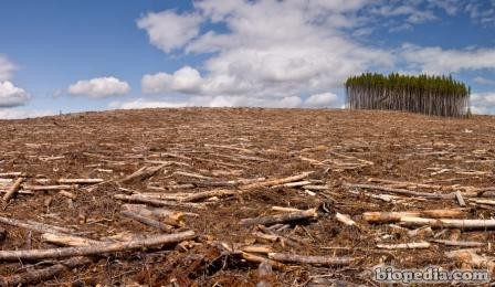 LA DEFORESTACION.