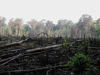 Deforestación 