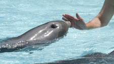 Dolphin 