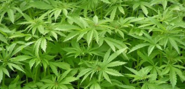 ¿La Cultura en relación con las drogas?