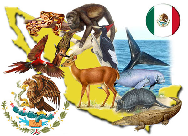 especies de México en peligro