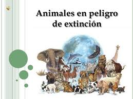 como proteger a los animales en peligro de extinción