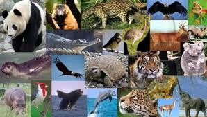 5 especies en peligro de extinción a nivel mundial