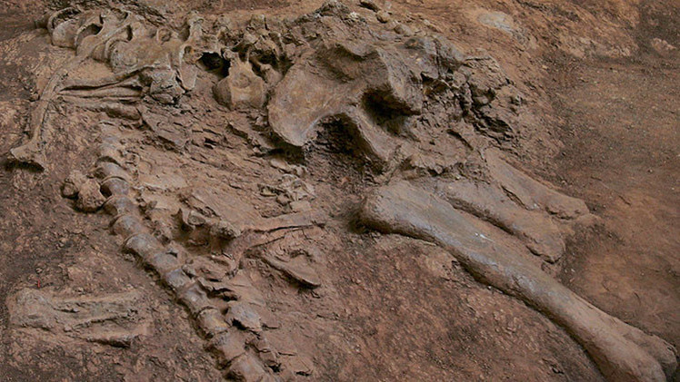 ENCONTRARON UN HUESO DE DINOSAURIO