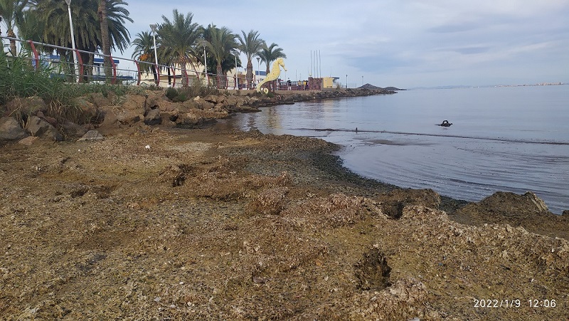 Islas Menores en este punto concentración de algas en descomposición