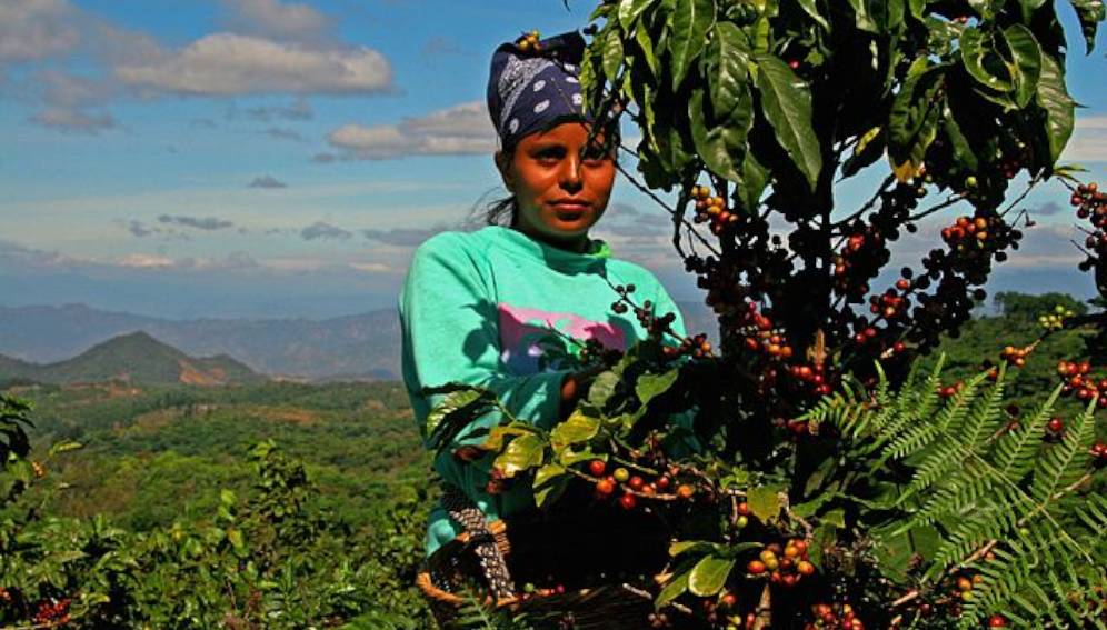 Digitalización llega al agro latinoamericano.