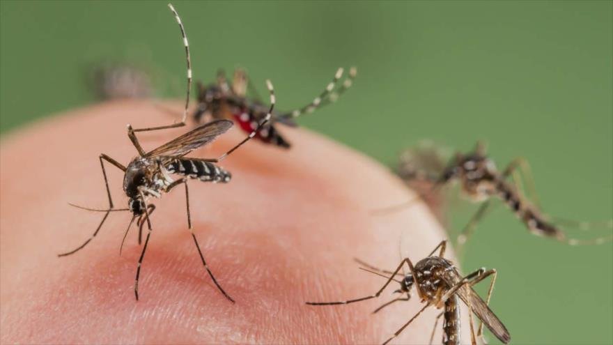 LA MANIPULACION GENETICA EN MOSQUITOS