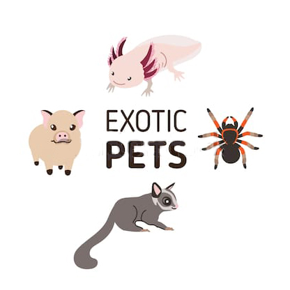 Mascotas permitidas por ley en Chile