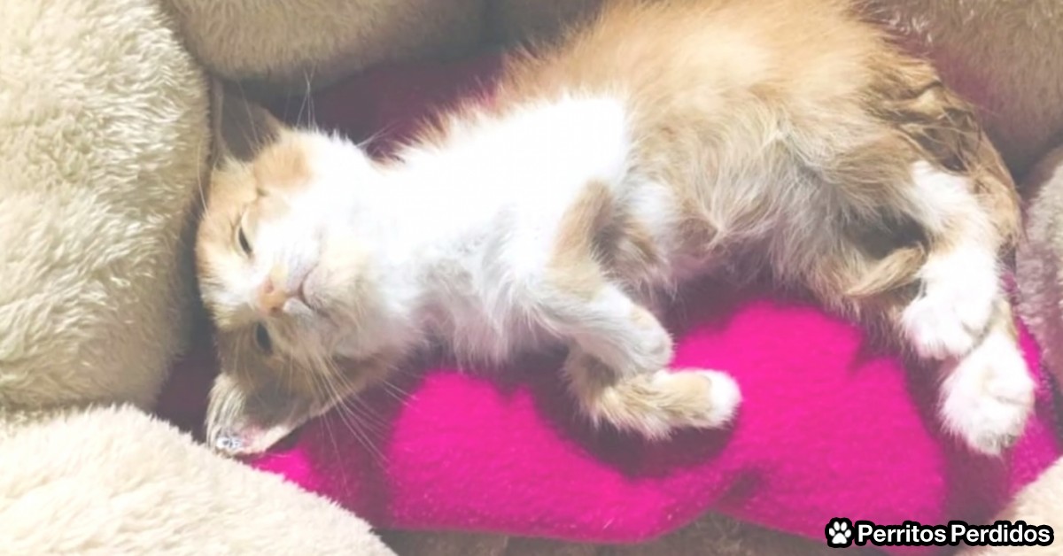 Menor de edad maltrata a gato