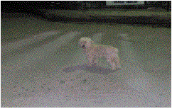 Abadono y maltrato animal