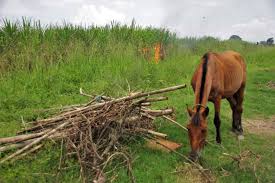 La Cosecha En Verde Del Cañaveral Y El Manejo Prudente