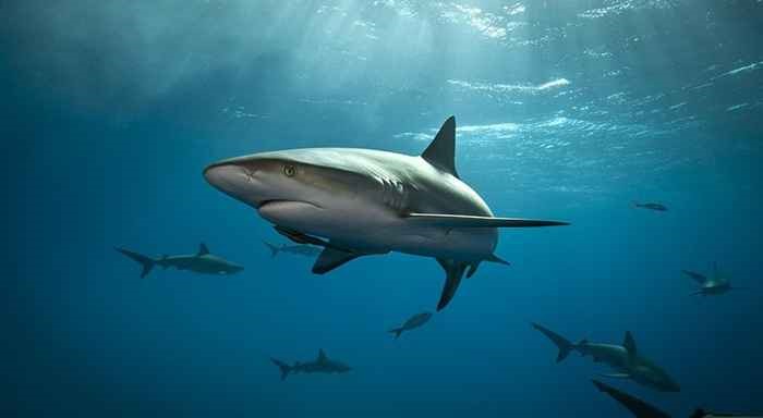 Los tiburones no sufren de cáncer 