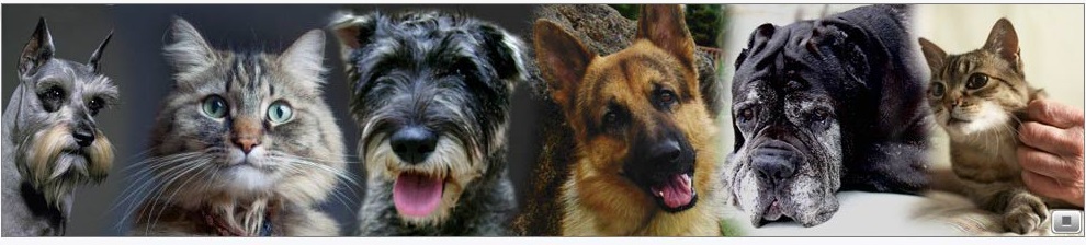 La Eutanasia también en Mascotas
